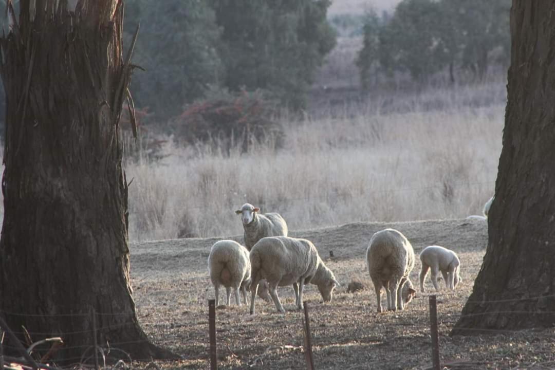 Forellenhof Guest Farm Wakkerstroom Exterior foto