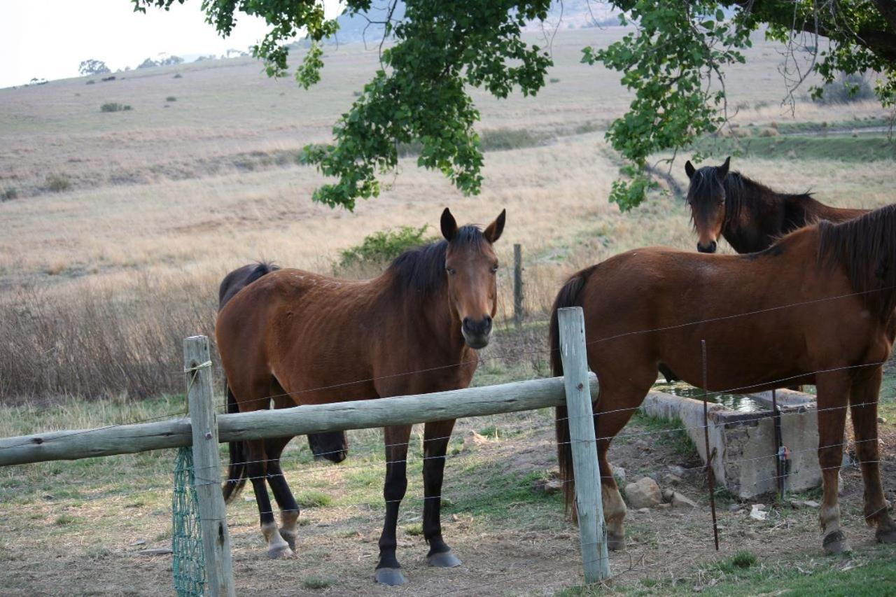 Forellenhof Guest Farm Wakkerstroom Exterior foto